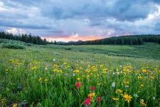 bright spring flowers in an open meadow